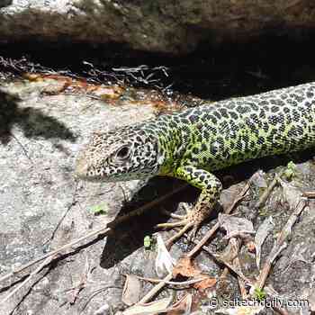Climate Crisis Is Aging Fish, Amphibians and Reptiles