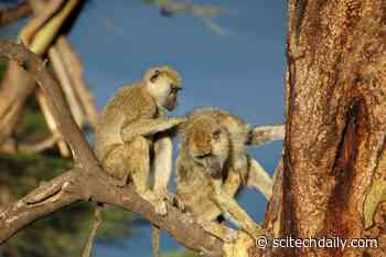 Male Baboons With Female Friends Live Longer: Strong Opposite-Sex Bonds Linked to Better Chances of Survival