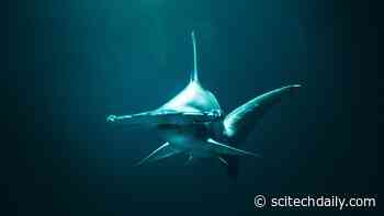 Protecting a Nearly Endangered Species: Tracking Hammerhead Sharks Reveals Conservation Targets