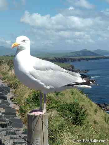 Researchers Hope to Save Seabirds – Such As Gulls and Pelicans – By Calculating the Value of Their Poop