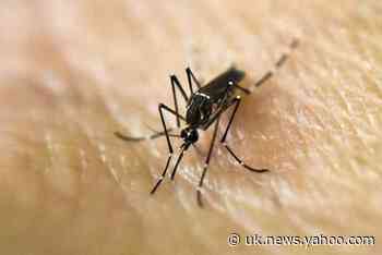 Dengue fever may provide some immunity against Covid-19, study suggests