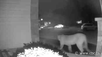 Moose Jaw, Sask., family shocked after cougar spotted on doorstep