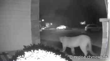 Cougar sighting in Moose Jaw prompts warning from police