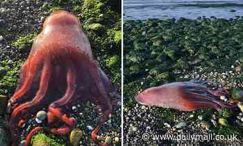 Out on a limb! Rare 'seven-armed octopus' found washed up on Washington beach