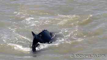 Whale swims free of Australian river as 270 are stranded
