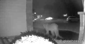 Cougar spotted on doorbell camera in Moose Jaw