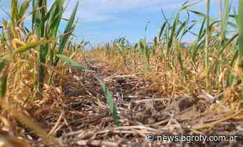 Heladas generalizadas en Buenos Aires y lluvias para esta semana: qué zonas alcanzarían según el pronóstico - Agrofy News