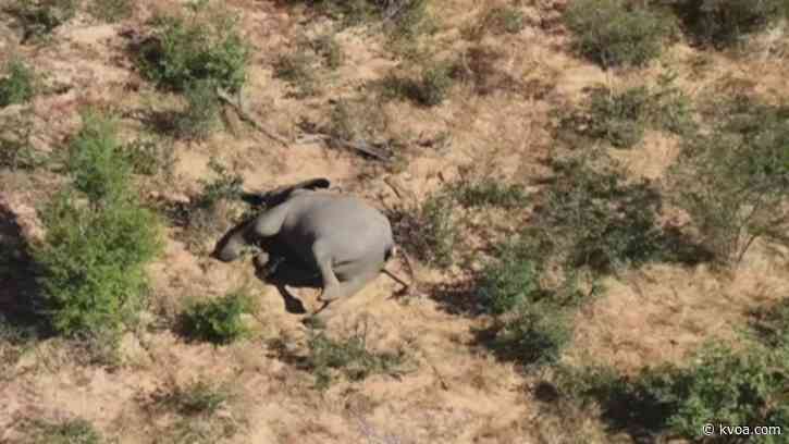 Botswana officials: More than 300 elephant die from toxix algae