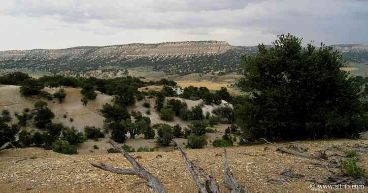 Letter: Our pinyon and juniper forests are critical