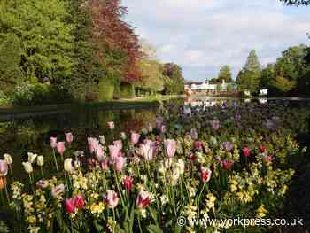 Crowdfunding campaign funds Tulip Festival at Burnby Hall Gardens
