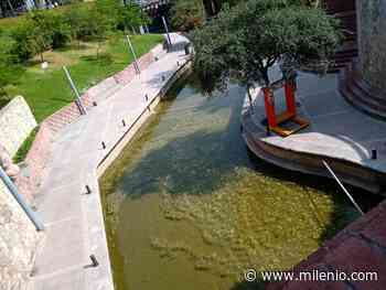 Presenta Paseo Santa Lucía lama y mal olor en el canal - Milenio
