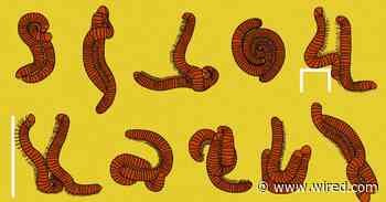 Does a Millipede Have a Penis? Well ... Define 'Penis'