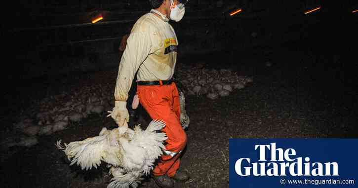 Animals farmed: US ends UK beef ban, chicken culls and 12-storey pig farms