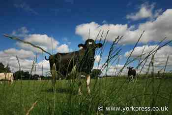 Man dies after being injured by cows near Richmond