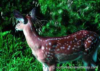 Rhode Island: White-tailed deer is first EEE positive mammal of 2020 - Outbreak News Today