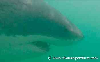 5th Great White Shark Confirmed Off Of Rhode Island Coast - Newport Buzz