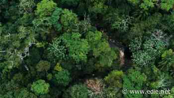 Consumer goods giants worth $1.8trn team up to tackle deforestation