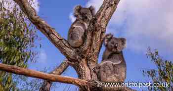 Attraction to make redundancies after impact of Covid-19