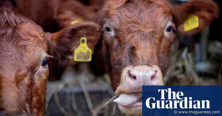 EU's farm animals 'produce more emissions than cars and vans combined'