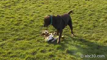 Survey: 40% would give up their dog for a month to keep their smartphone