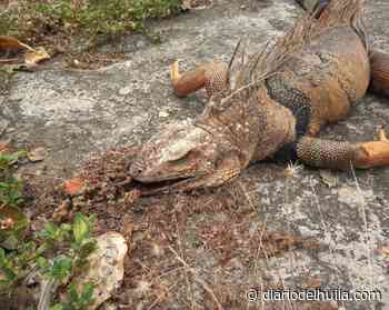 Denuncian envenenamiento masivo de iguanas en Neiva - Diario del Huila