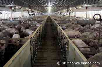 Surge in U.S. pork exports to China led by Brazil's JBS, China's WH Group