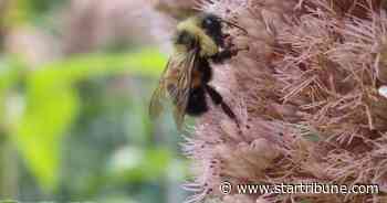 Minnetonka settles lawsuit over mountain bike trail through endangered bee haven