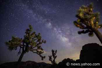 California grants western Joshua trees temporary endangered species protections