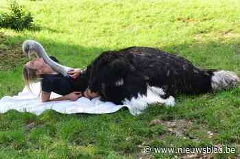 De ‘tamste struisvogels ter wereld’ wonen in een tuin in de Kempen en hun baasje gaat viraal op TikTok