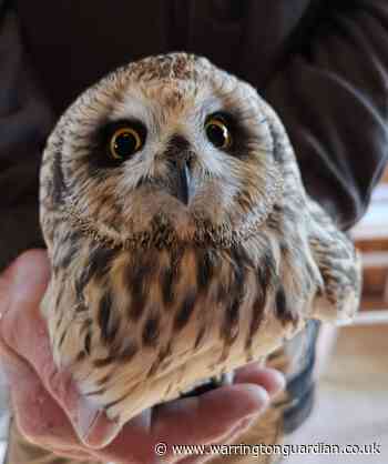Injured owl rescued by Wild Wings Birds of Prey volunteers