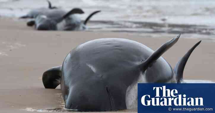 Stranded whales Australia: 380 dead in one of the world's largest mass stranding events