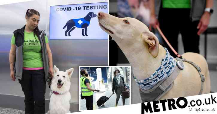 Dogs have started work at Helsinki Airport to sniff out coronavirus