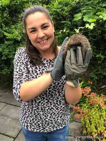 New ‘highways’ to support hedgehogs