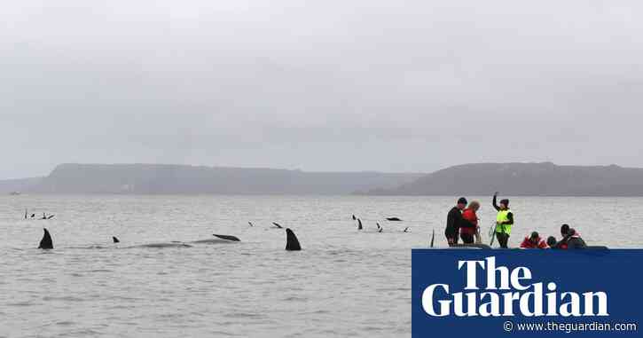 Rescuers work to save whales in worst mass stranding in Australia's history – video report