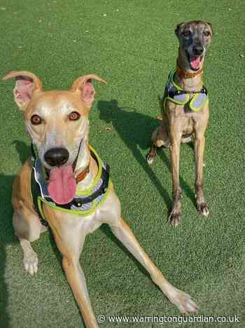 Dogs from Cheshire Dogs' Home look for forever home