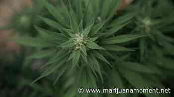 Kansas Lawmakers Continue The Push To Legalize Medical Marijuana - Marijuana Moment