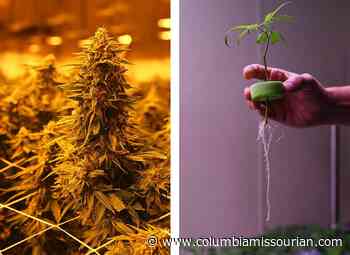 Cultivating a cannabis crop: Missouri grow site gets ready to harvest medical marijuana - Columbia Missourian