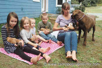 Vancouver Island family overwhelmed with 14 Lab puppies - Campbell River Mirror