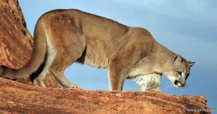 Murray residents warned to beware of cougars
