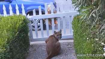 Mountain Lion Spotted Stalking Kids in CA Neighborhood