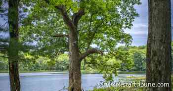 At a memorial forest in Scandia, a final resting place beneath the trees instead of in a plot