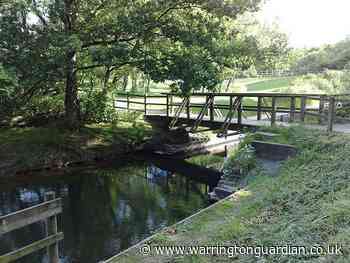Toxic blue-green algae in water at Pennington Flash