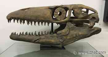 Jaws of Death: Giant, toothy prehistoric lizard gets fittingly badass name     - CNET