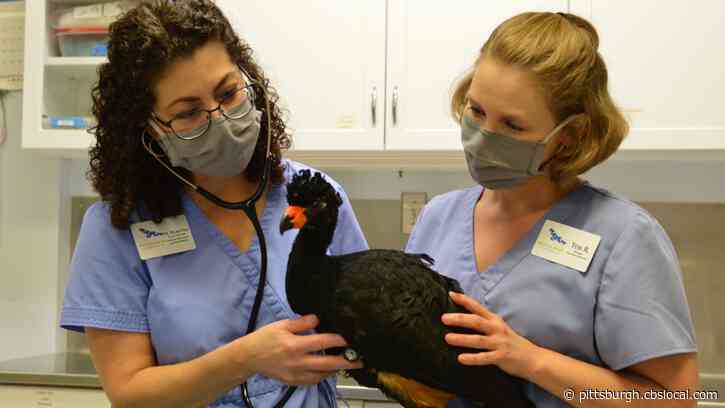 National Aviary Nurses Sick Bird On The Endangered Species List Back To Health