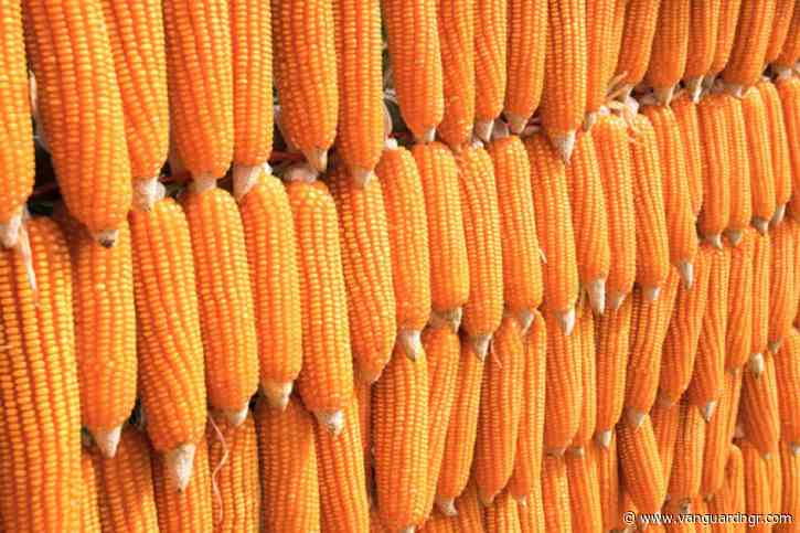 MAIZE IMPORTS: Stakeholders appraise logistics, turnaround time