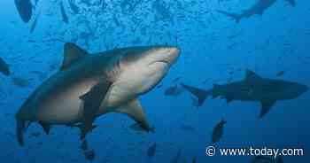 Pregnant wife comes to husband's rescue during Florida shark attack
