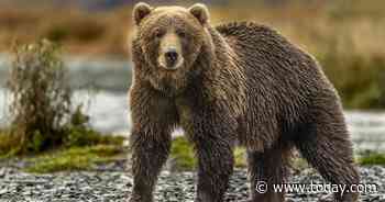 Grizzly bear kills hunter in national park in Alaska