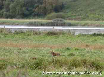 Council ‘mindful’ of economy and coronavirus ahead of local plan announcement