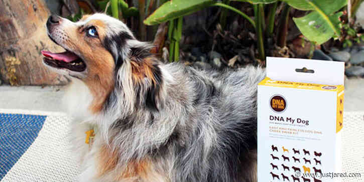 Find Out More About Your Dog's Breed & Health With This DNA Kit!