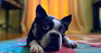 Fur real: 40 percent of people would give up dog to keep smartphone     - CNET